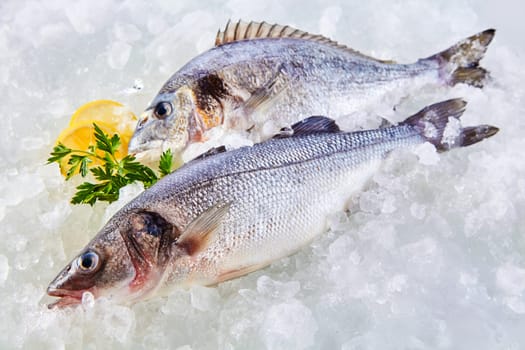 High Angle Full Length View of Raw Fresh Fish Chilling on Cold Bed of Ice with Herb Garnish and Lemon Slices