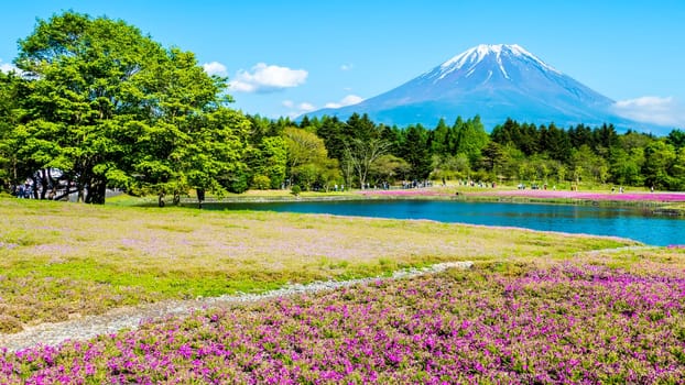 The Fuji with the field of pink moss at Shibazakura festival, Yamanashi, Japan