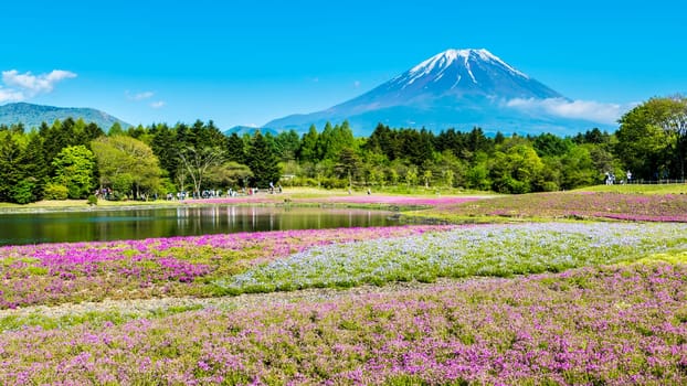 The Fuji with the field of pink moss at Shibazakura festival, Yamanashi, Japan