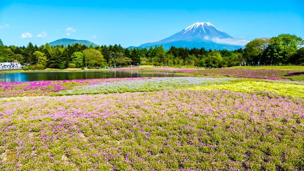 The Fuji with the field of pink moss at Shibazakura festival, Yamanashi, Japan