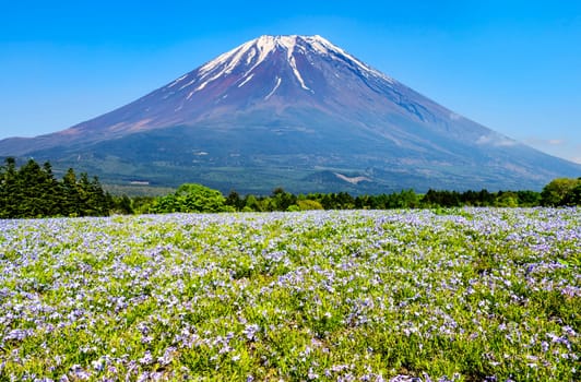 The Fuji with the field of pink moss at Shibazakura festival, Yamanashi, Japan