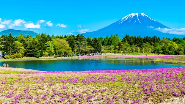 The Fuji with the field of pink moss at Shibazakura festival, Yamanashi, Japan