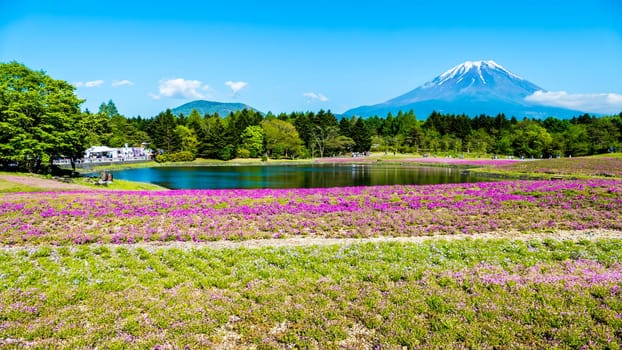 The Fuji with the field of pink moss at Shibazakura festival, Yamanashi, Japan
