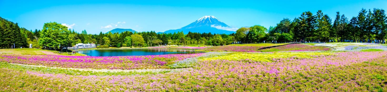 The Fuji with the field of pink moss at Shibazakura festival, Yamanashi, Japan