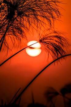 A setting sun in a red orange sky behind papyrus in the Okavango Delta, Botswana.