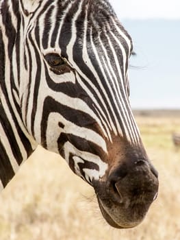 An up close view of the face of a zebra inside the Ngorongoro Crater in Tanzania, clearly showing the black and white markings on the face.