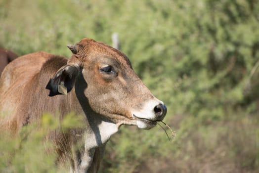 Beef cattle grazing in free roaming natural environment on farmland.