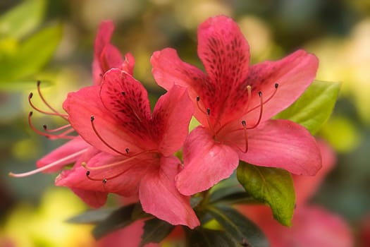 Orange-red rhododendron