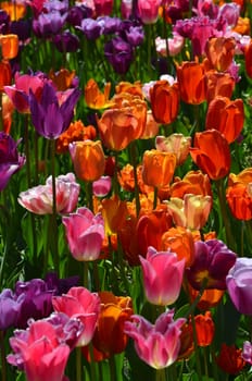 Tulips