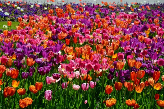 Tulips