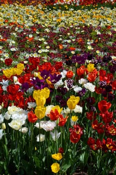 Tulips