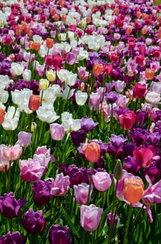 Tulips