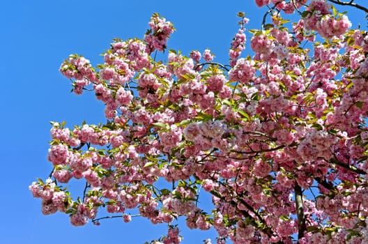 Japanese flower cherry