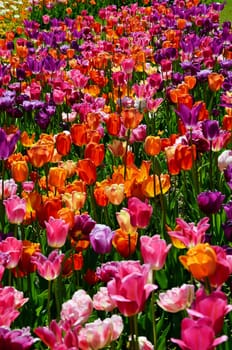 Tulips