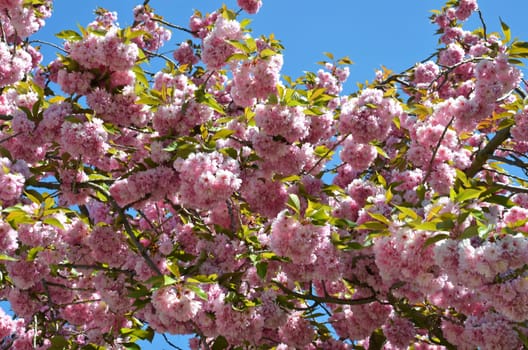 Japanese flower cherry
