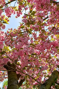Japanese flower cherry