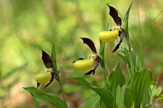 Three flowers of the Yellow Lady's Slipper (Cypripedium calceolus)