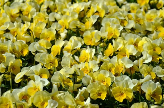 horned pansy