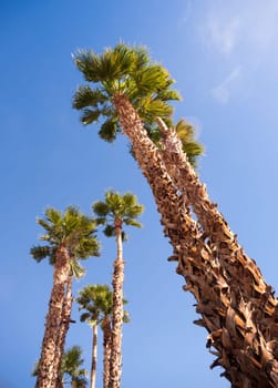 Blue skies make a good background for tropical palm trees in Palm Springs