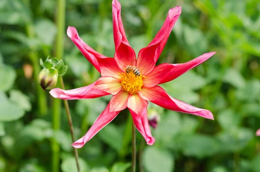 A beutiful flower Dahlia honka surprise