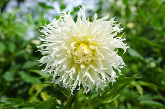 a very nice flower from the family dahlia