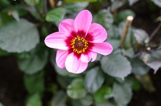 a beutiful flower happy single wink a flower of the family dahlia