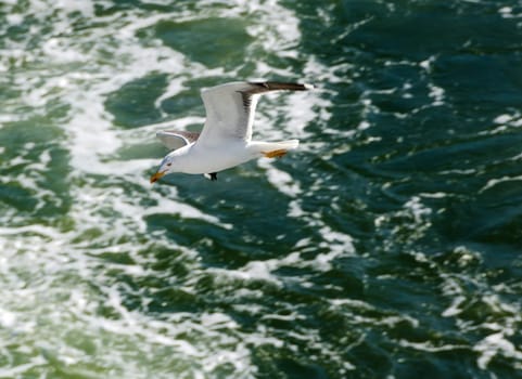 A seagull waiting for food
