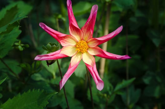 A very beutiful dahlia lovely color