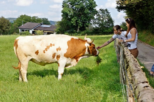 Cattle in the pasture