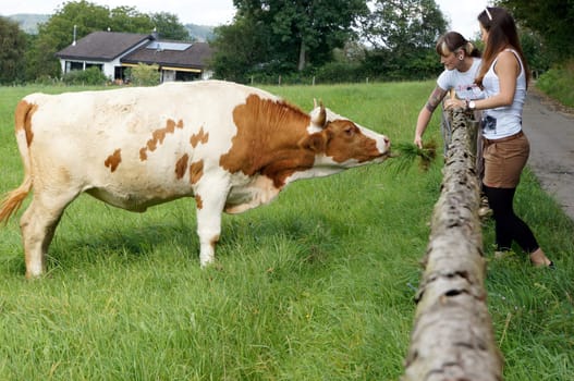 Cattle in the pasture