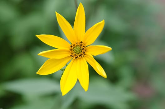 A beutiful Flower at the autumn