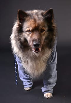 cool dog with hoodie hoodie Wolfsspitz keeshond