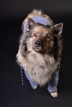 cool dog with hoodie hoodie Wolfsspitz keeshond