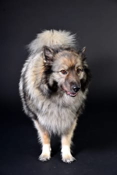 cool dog with hoodie hoodie Wolfsspitz keeshond