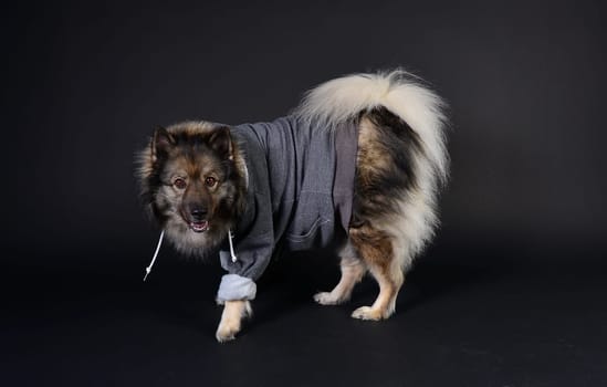 cool dog with hoodie hoodie Wolfsspitz keeshond