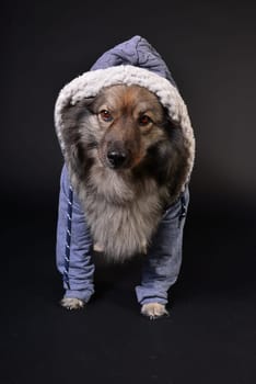 cool dog with hoodie hoodie Wolfsspitz keeshond