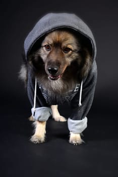 cool dog with hoodie hoodie Wolfsspitz keeshond
