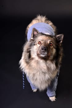 cool dog with hoodie hoodie Wolfsspitz keeshond