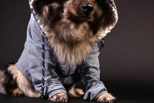 cool dog with hoodie hoodie Wolfsspitz keeshond