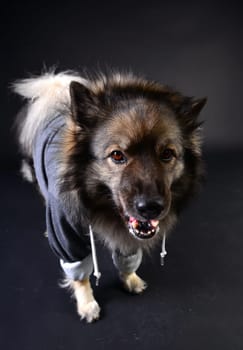 cool dog with hoodie hoodie Wolfsspitz keeshond
