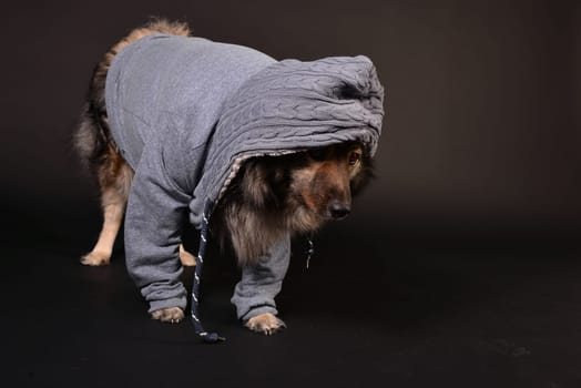 cool dog with hoodie hoodie Wolfsspitz keeshond