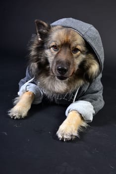 cool dog with hoodie hoodie Wolfsspitz keeshond