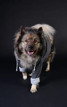cool dog with hoodie hoodie Wolfsspitz keeshond