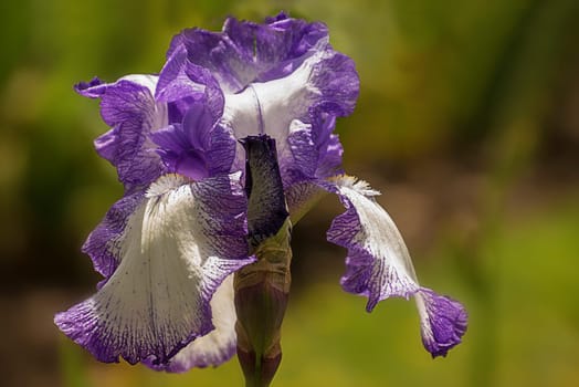 Iris germanica flower violet white