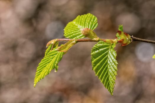 The young buds on the twig of a tree with blurred background