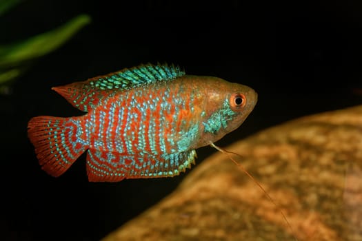 Dwarf gourami on a blurred background (Trichogaster lalius)