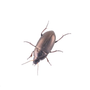 Brown bug isolated on a white background