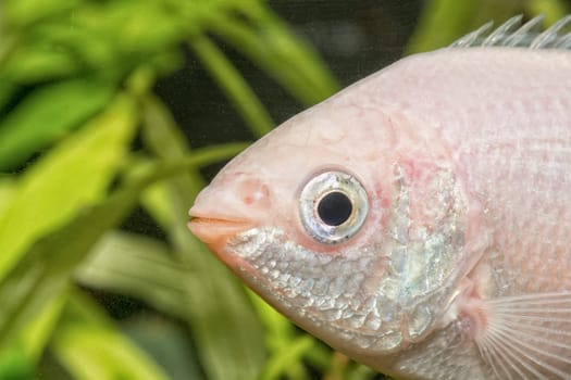 Detail of head of kissing gurami with blurred background (Helostoma teminckii)