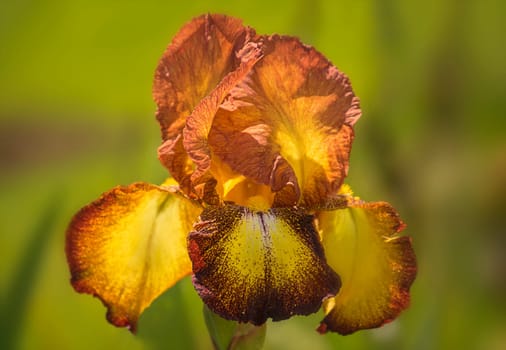 Iris germanica yellow orange