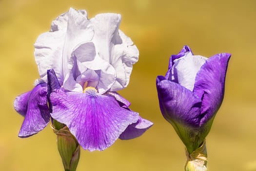 Iris and flower bud